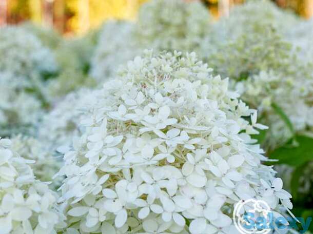 Гортензия роял фловер, фотография 1