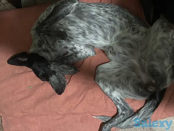 Отдам собаку в хорошие руки!!, фотография 6