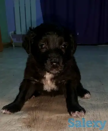 Подарю милых щенков, фотография 4