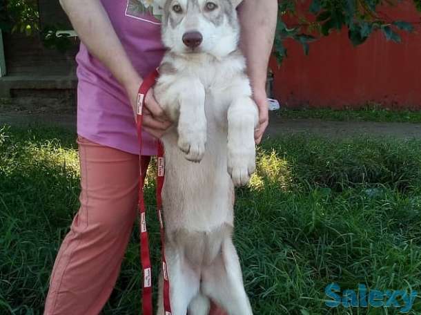 Щенки собаки Сарлоса (Saarloos Wolfdogs), фотография 6