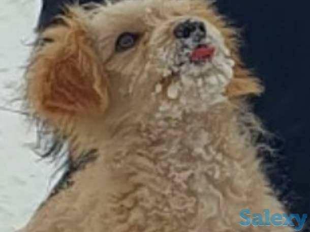 Щеночек ищет хозяина, фотография 1