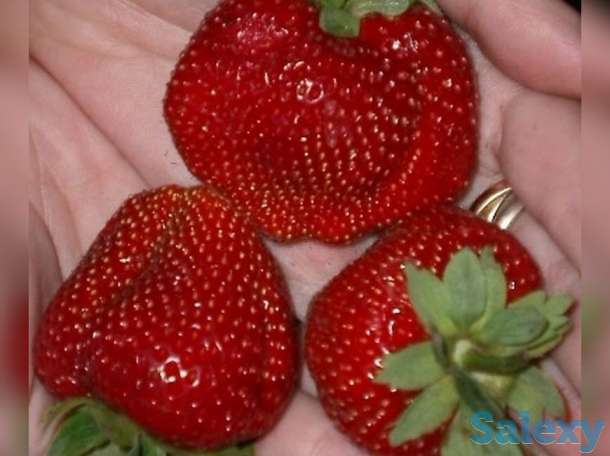 Рассада клубники Дуглас, фотография 2