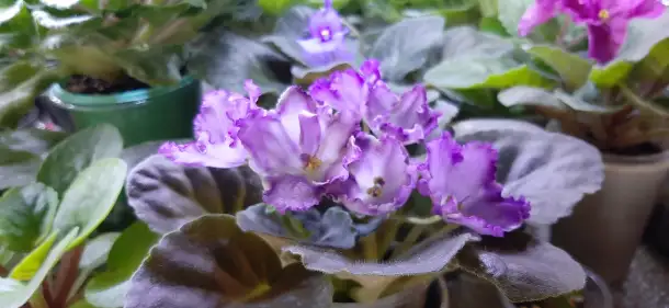 Продам цветы дешево, фотография 7