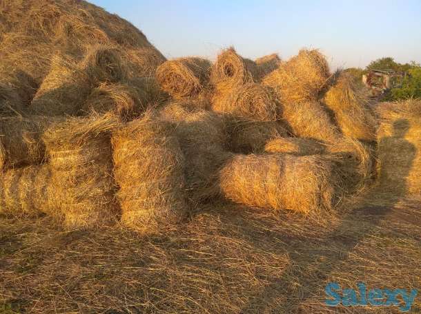 Продам сено в рулонах, фотография 2