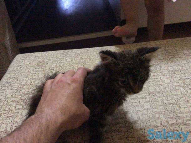 Котята в хорошие руки, фотография 1