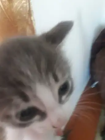 Отдам котёнка, фотография 1