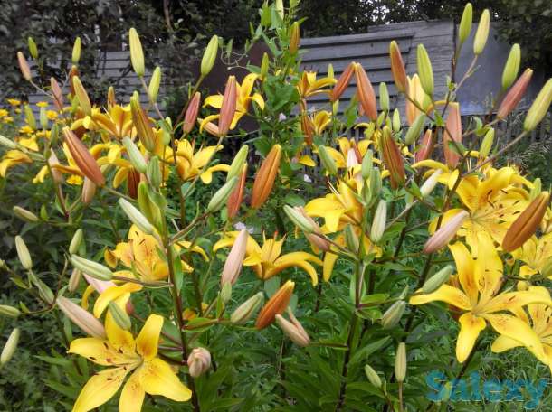 Дом, с.Сосновый Бор Клановая 16, фотография 12