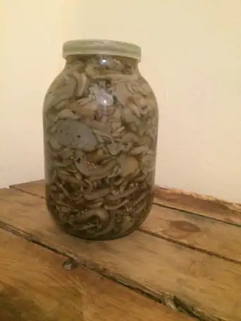 продам грибы вешанка, фотография 1