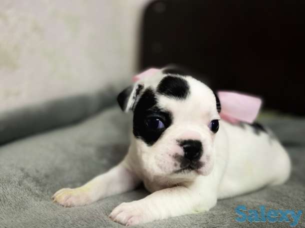 Щенята Французского бульдога, фотография 3