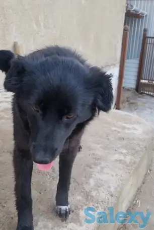 Дашка ищет дом. Доставлю!, фотография 5