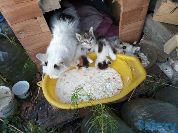 Помогите пристроить, фотография 2