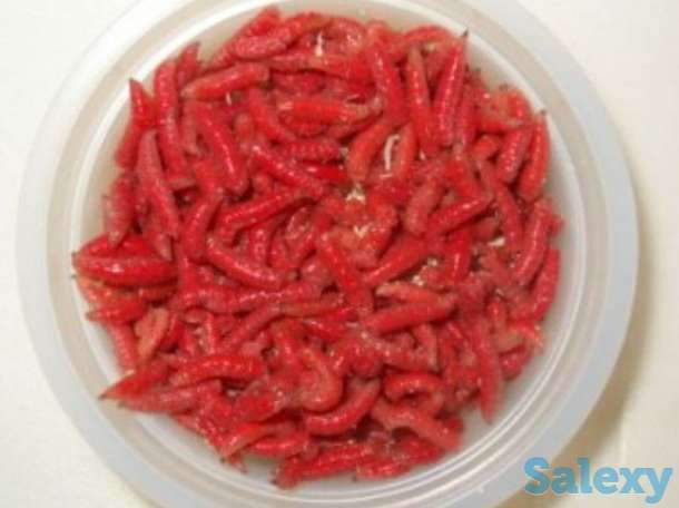 Опарыш (живая наживка для рыбалки), фотография 2