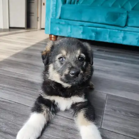 Отдам щенка в добрые руки, фотография 2