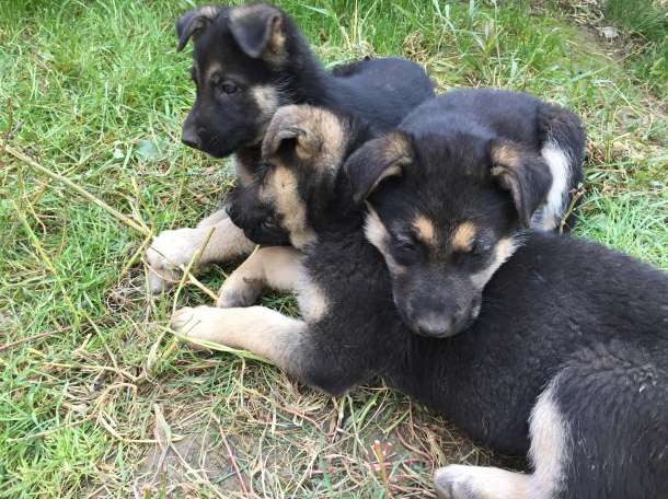 Продам щенков Восточно-Европейской овчарки, фотография 12