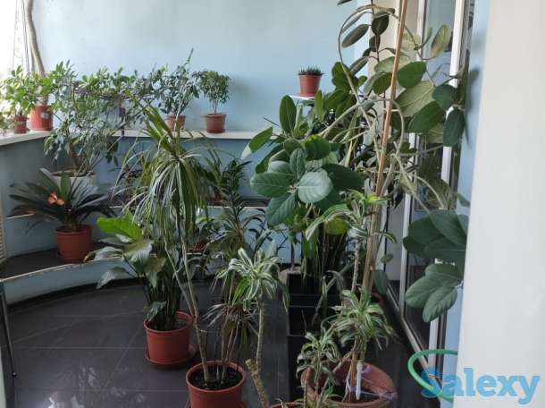 Продается 5-комнатная квартира, 250 м² в центре, Гоголя 166, фотография 6