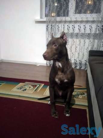 Щенок Питбуль., фотография 1