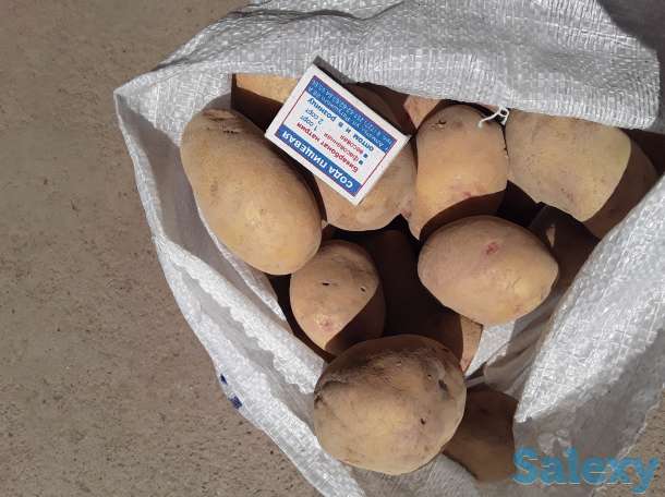 Картофель оптом от Производителя. По стандартам ГОСТ. Наличие документаций.  Картофель упакована в мешках: 25кг, 50кг., фотография 1