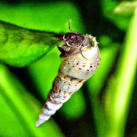 Ампулярии и мелании. Улитки в аквариум., фотография 2