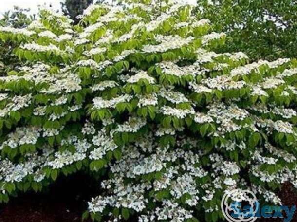 Калина каскад, фотография 1