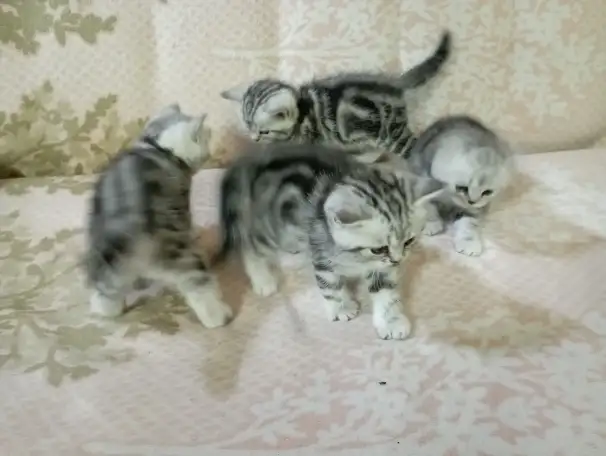 Продам котят породы Скоттиш Страйт., фотография 3