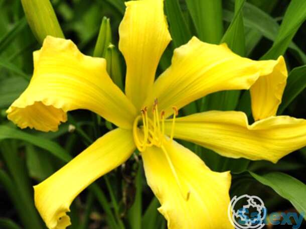 Лилейник бен бахман, фотография 1