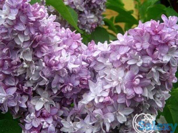 Сирень надежда махровая, фотография 1