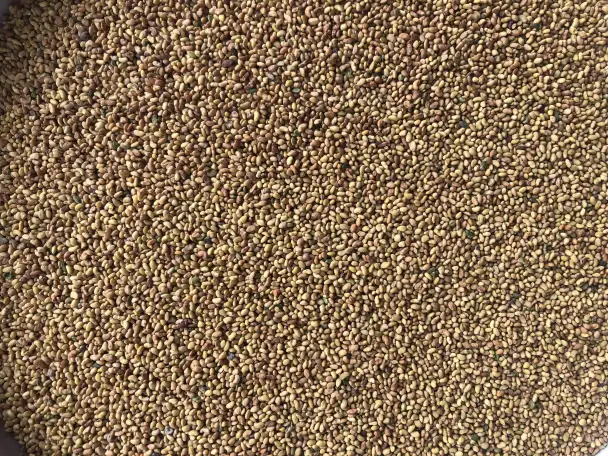 Продаю Семена Люцерны Меркенский район, фотография 6