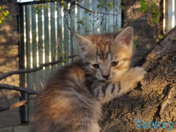 Отдам котят в добрые руки. Бесплатно, фотография 4