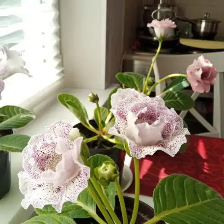 Глоксинии. Комнатные цветы., фотография 12