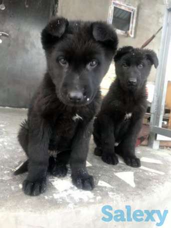 Продам щенков овчарки. 2.5 месяцев, фотография 1