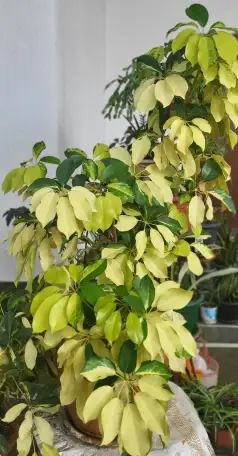 Продам Шефлеры, фотография 2