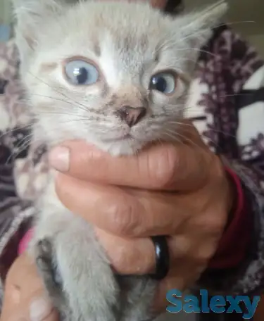 Отдам котят милашек, фотография 1