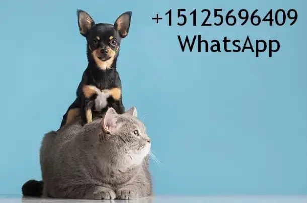 Перевозка собак и кошек из Казахстана в США и Канаду с Delivery Animal, фотография 1