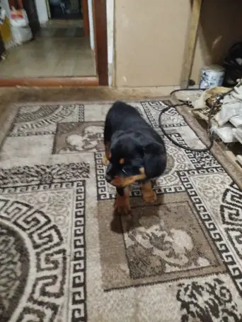 Продам, фотография 1