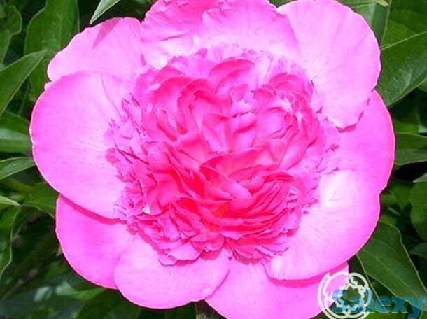 Пион букет перфект, фотография 1