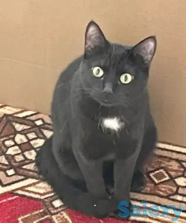 Отдам кота в хорошие руки, фотография 1