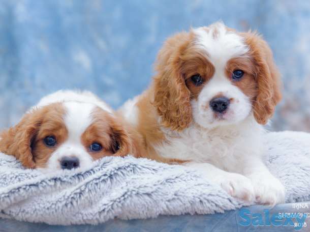 Питомник кавалер кинг чарльз спаниелей 