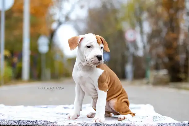 Американский стаффордширский терьер щенки продажа, фотография 8