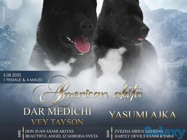 Щенки американской акиты, фотография 1