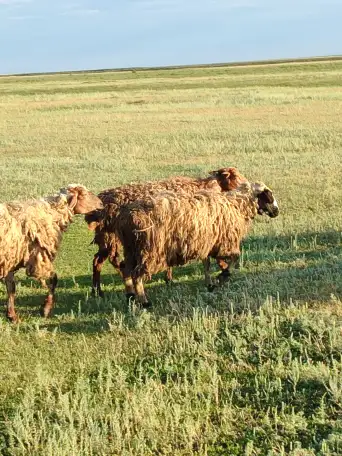 Мелкий скот, бараны, фотография 4