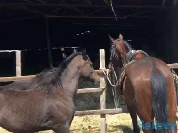 Ипподром КОКБАСТАУ, фотография 6