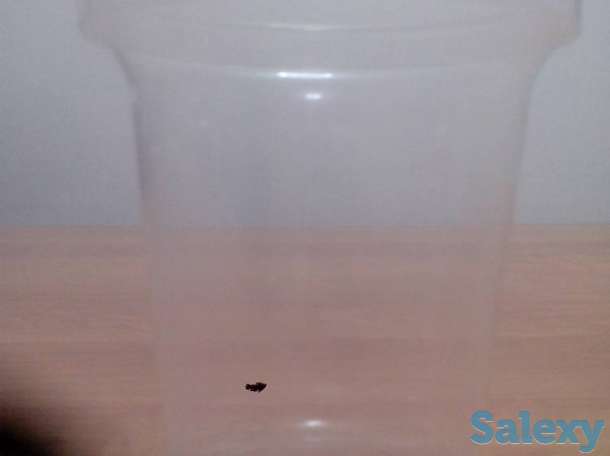 Стаканы под молочную продукцию, фотография 1