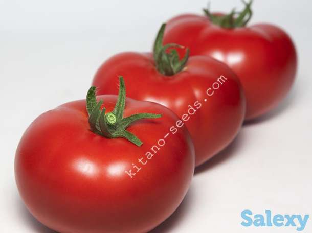 Семена красного индетерминантного томата KS 301 F1, KITANO SEEDS, фотография 1