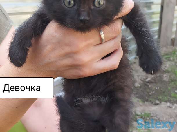 Отдам замечательных котят в добрые руки! Бесплатно! Мама тайская кошка, фотография 7