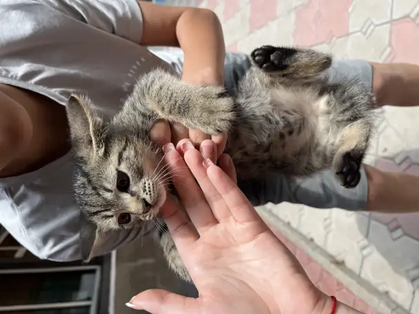 Отдам 1.5месячных котят в добрые руки, фотография 5