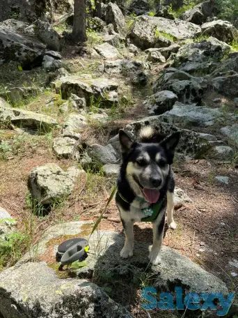 Пристраивается собака, фотография 4