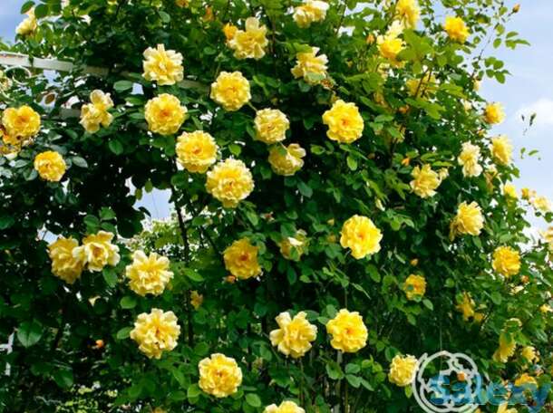 Роза голден гейт, кордес, фотография 1