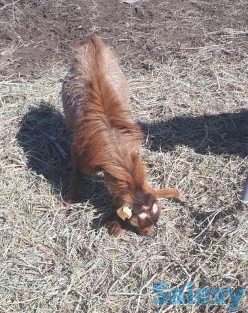 Осеменение. Молочные породы. Козы., фотография 2