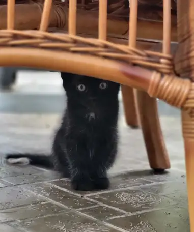 Очаровательные котята - в добрые руки, фотография 3