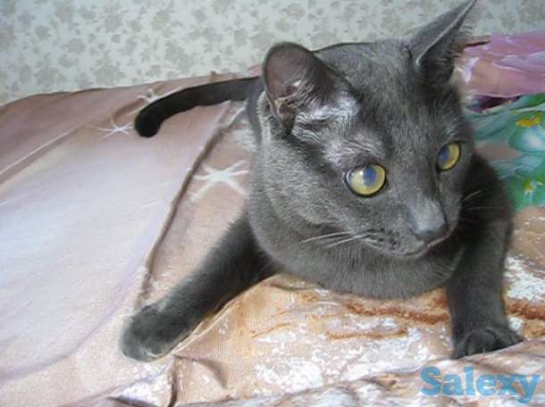 Найди настоящего преданного друга, фотография 7